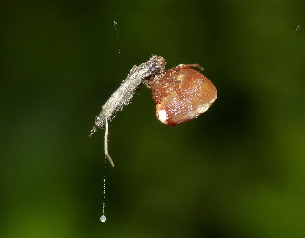 La tela incredibile di Cyrtarachne ixoides - S. Teresa Gallura (OT)